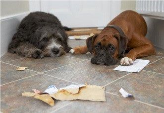 SUCCESSFULLY COMMUNICATE A Time Out To Your Pets