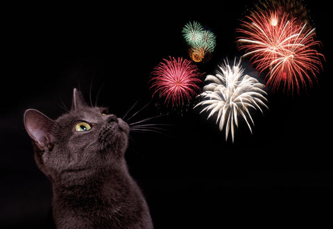How to Prepare Your Cat for the 4th of July and Keep Him Safe