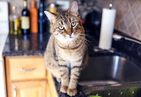 How to Keep Your Cat OFF the KITCHEN COUNTERS