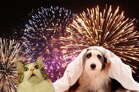 How to Prepare Your Pets for the 4th of July and Keep Them Safe