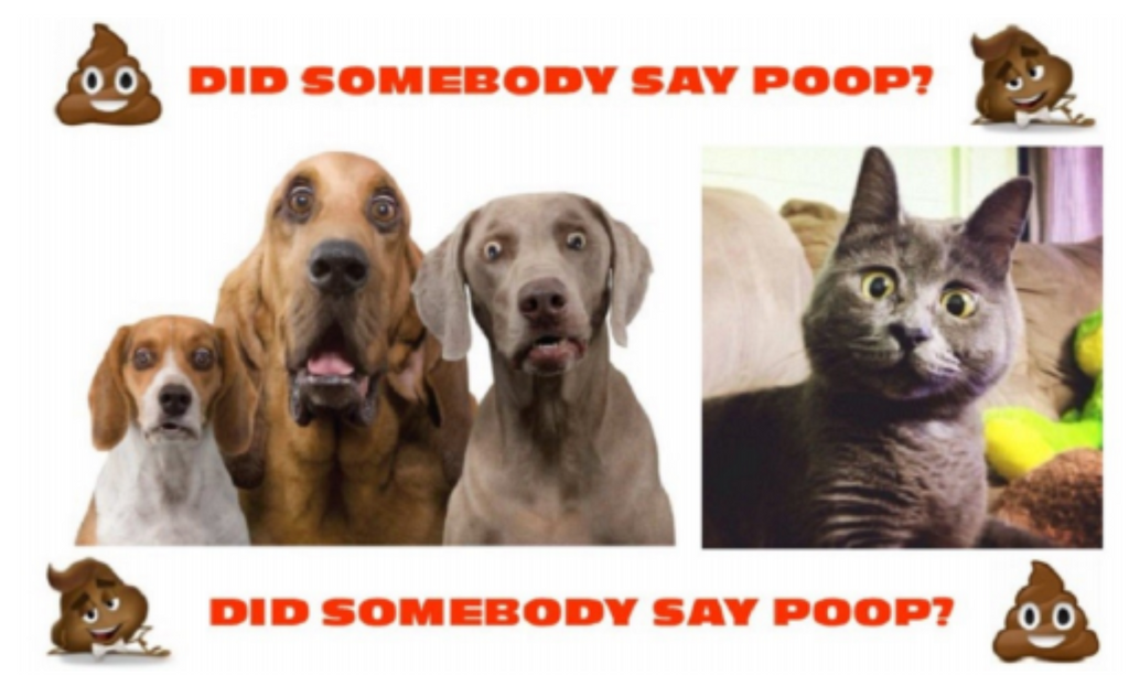 Why Is Observing Your PETS POOP So Important?