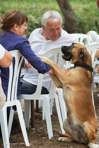 Train Your DOG To Politely GREET GUESTS