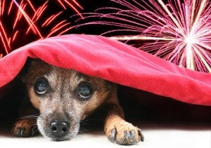 How to Prepare Your Dog for the 4th of July and Keep Her Safe