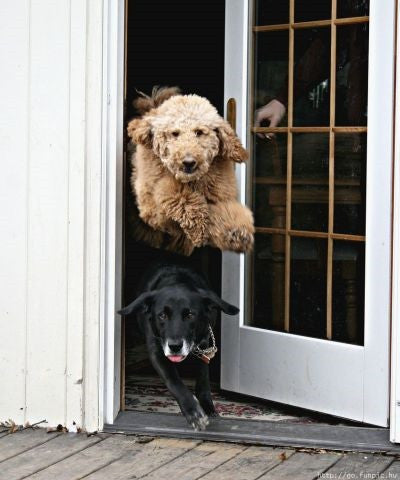 How To TRAIN Your DOG From BOLTING Out Of The Door!