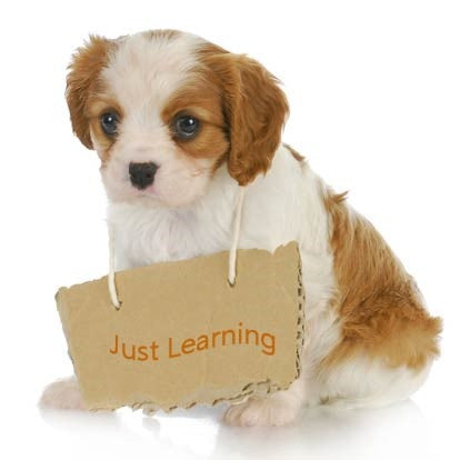 Foundational TRAINING For Your PUPPY